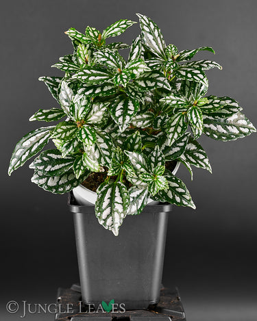 Pilea cadierei