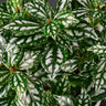 Pilea cadierei