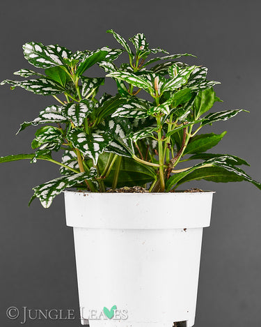 Pilea cadierei