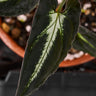 Syngonium rayii