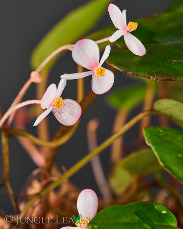 Begonia elaeagnifolia