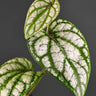 Piper slyvaticum