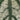 Piper slyvaticum