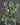 scindapsus pictus