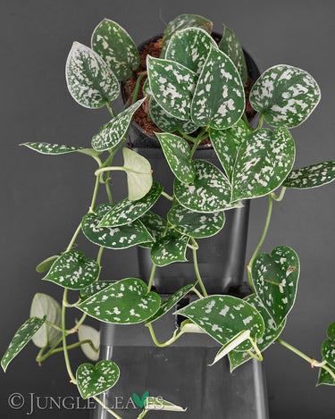 scindapsus pictus