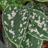 scindapsus pictus