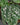 scindapsus pictus