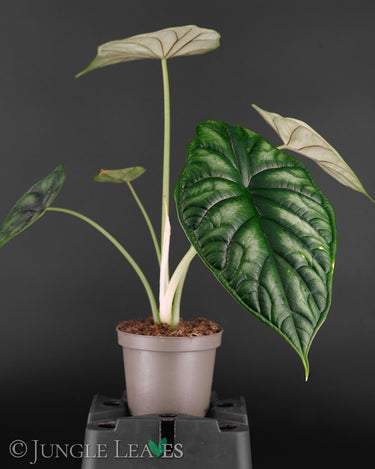 Alocasia baginda 'Dragon Scale'