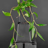 Begonia polygonoides