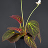 Begonia chloroneura