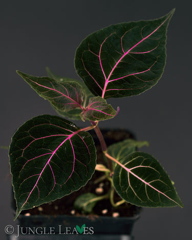 Mikania cf. guaco