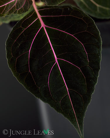Mikania cf. guaco