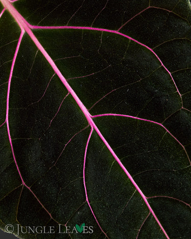 Mikania cf. guaco
