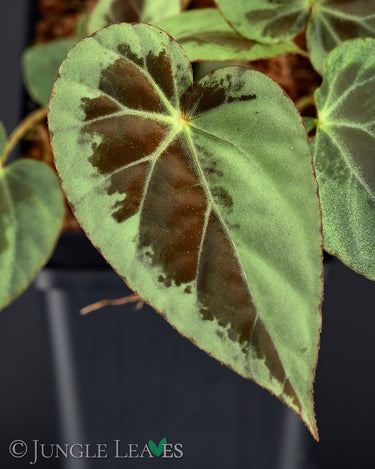 Begonia burkillii 'Silver Edge'