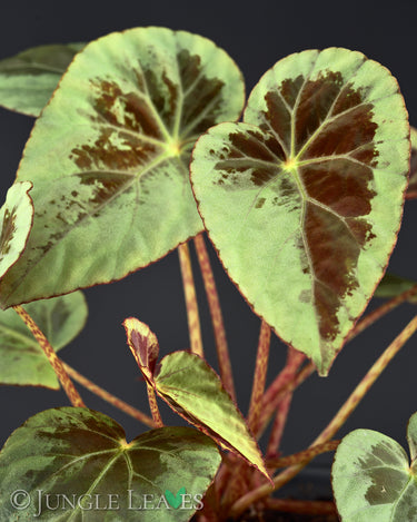 Begonia burkillii 'Silver Edge'
