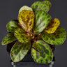 Begonia blancii