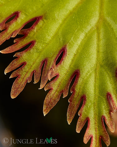 Begonia lyallii f. masoalensis