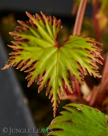 Begonia lyallii f. masoalensis