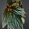 Begonia U639