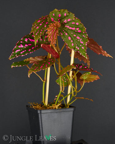 Begonia cf. negrosensis