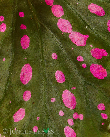 Begonia cf. negrosensis