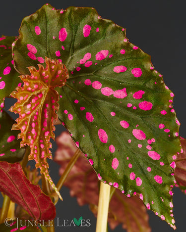 Begonia cf. negrosensis