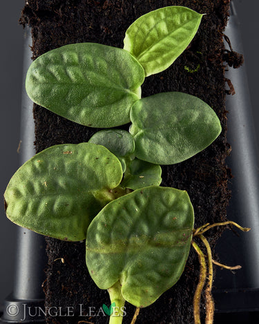 Rhaphidophora celatocaulis