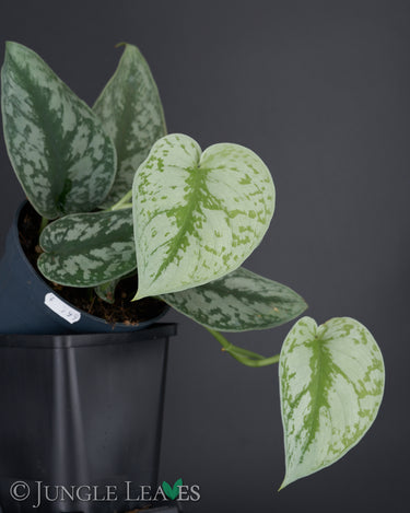 Scindapus pictus 'Exotica'