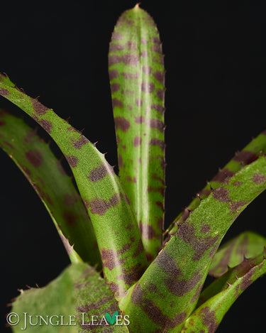 Neoregelia 'Hannibal Lecter'