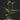 Ilex paraguariensis Mate-Strauch