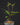 Ilex paraguariensis Mate-Strauch