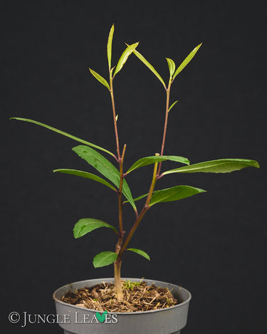 Ilex paraguariensis Mate-Strauch
