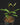 Ilex paraguariensis Mate-Strauch