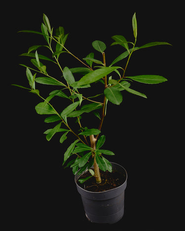 Ilex paraguariensis (mate bush)