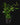 Ilex paraguariensis (mate bush)