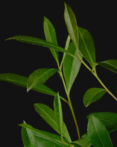 Ilex paraguariensis (mate bush)