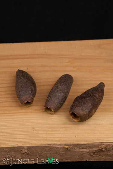 Jequitiba Schoten (Cariniana estrellensis)