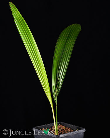 Johannesteijsmannia altifrons (Joey Palme)
