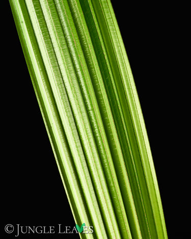 Johannesteijsmannia altifrons (Joey Palme)