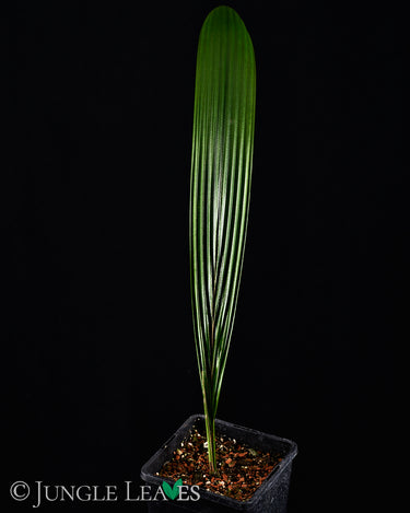 Johannesteijsmannia magnifica (Silber-Joey Palme)