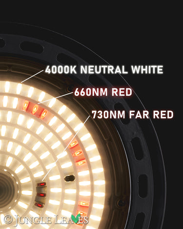 Jungle Lux Highlight80 W (64+48 W), 60°
