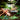 Jungle Lux Mini Vergleich 2