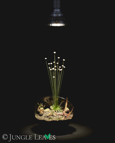 Jungle Lux Spot 20W