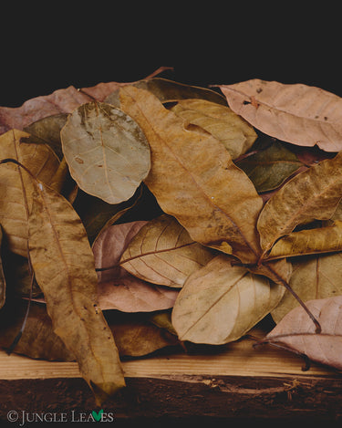 Jungle Leaves - tropical foliage for terrariums
