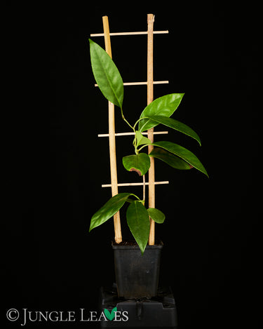 Kadsura coccinea
