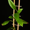 Kadsura coccinea