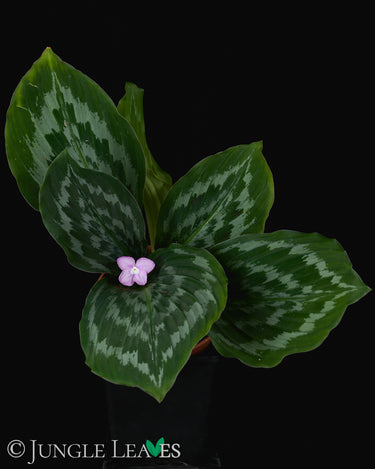 Kaempferia elegans