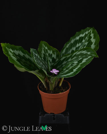 Kaempferia elegans