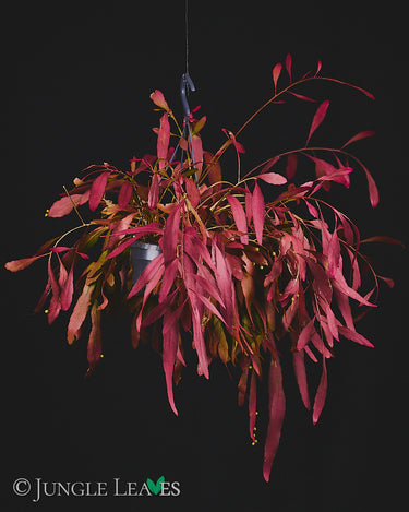 Pseudorhipsalis (Kimnachia) ramulosa 'Red Coral'