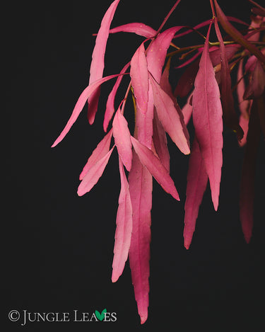 Pseudorhipsalis (Kimnachia) ramulosa 'Red Coral'